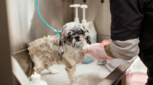 DIY Soothing Baths & Grooming Routines for Itchy Dogs – A UK Perspective