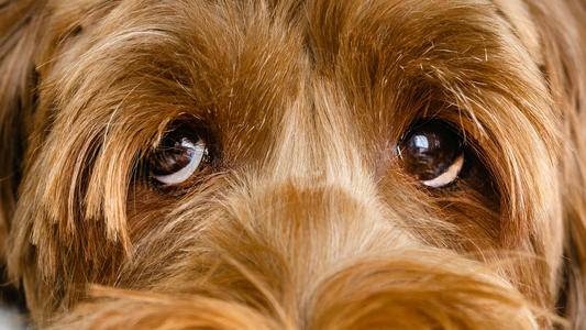 How to Calm an Anxious Dog: Proven Methods for UK Dog Owners