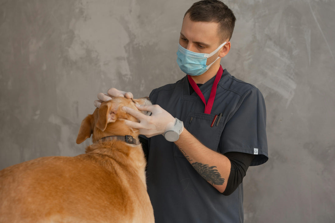 When to Visit the Vet: Recognising Serious Allergies or Stress in Your Dog