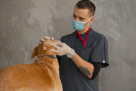 When to Visit the Vet: Recognising Serious Allergies or Stress in Your Dog
