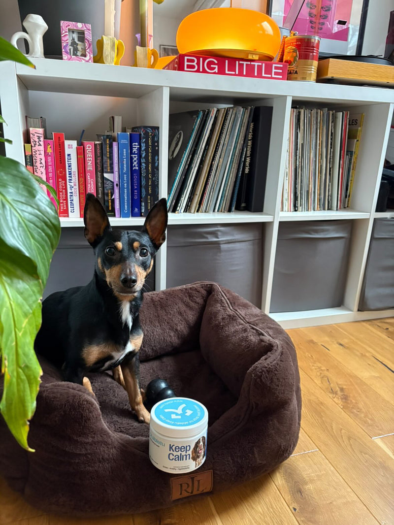 Abletu customer dog