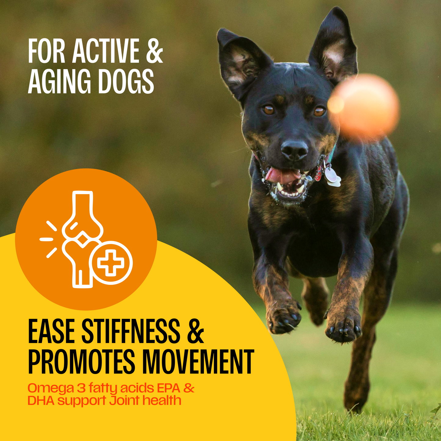 Fish Oils for Dogs