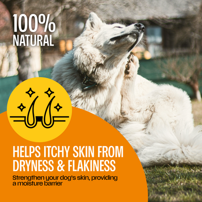 Fish Oils for Dogs