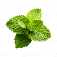Lemon Balm