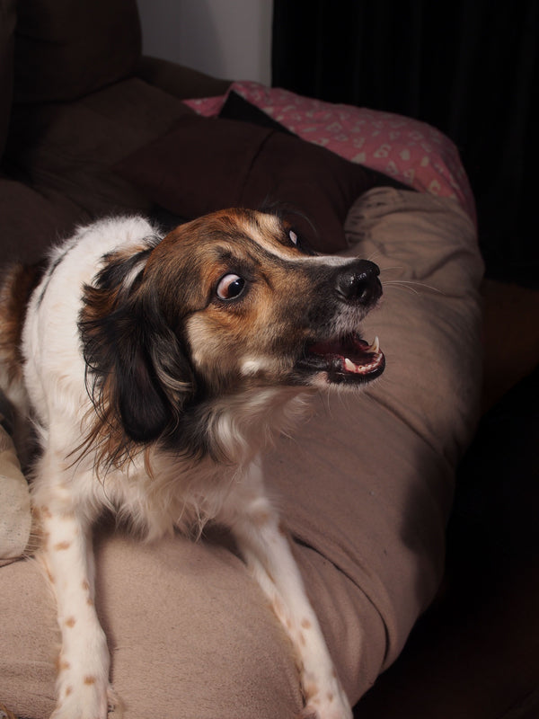BARKING AND REACTIVENESS