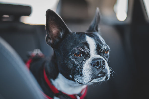 CAR/ TRAVEL STRESS