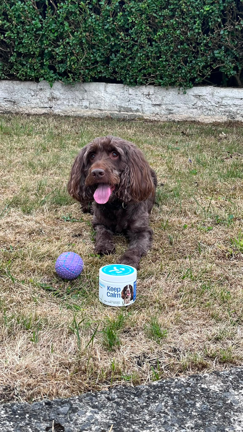 Abletu customer dog