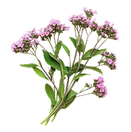 Valerian